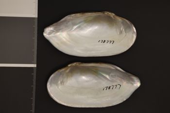 Media type: image;   Malacology 178777 Description: Preserved specimen.;